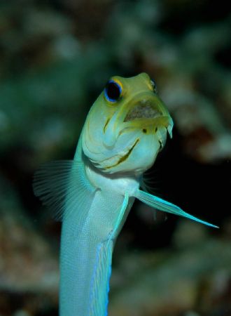 Image of a male yellow head jawfish with a mouthful of in... by Bill Miller 