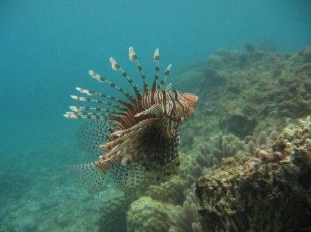 Finally, the perfect shot of this lionfish. Taken with my... by Arno Dekker 