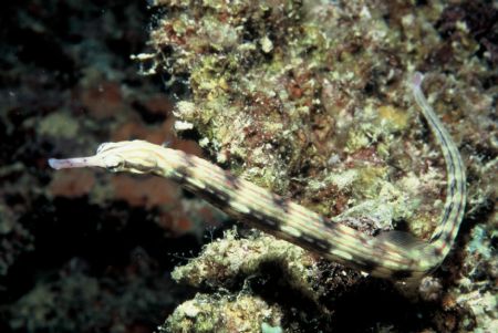 Pipefish, taken with Nikonos V, SB 105, extension tube by Erich Tagwerker 