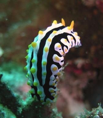 Taken in Madivaru, Maldives with Sea&Sea 5000G. Should ha... by Kutay Davudoglu 