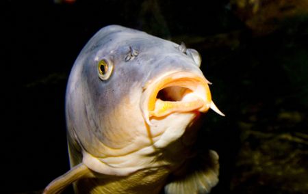 Big Bad Daddy beast attaching my camera at Sealife aquari... by Juha Heiskanen 