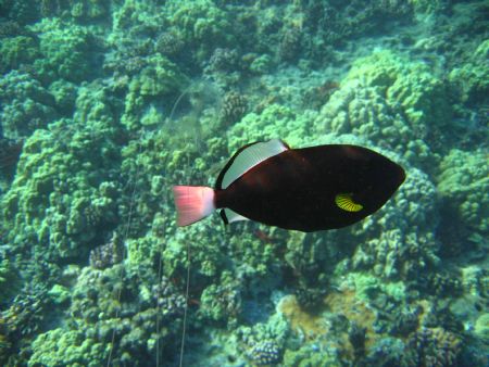 Box Jellyfish and Pinktail Triggerfish, Molokini Crater, ... by Lee Howard 