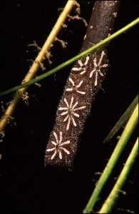 Botrides on little leave of sea grass posidonia; Thau; Ta... by Jean-claude Zaveroni 