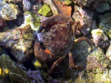 Crab by Damir Skific 
