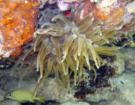 Sea Anenome by Robert Verkoeyen 