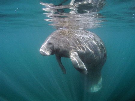Manatee at Crystal River Florida. Camera Olympus C5050, I... by Ray Eccleston 