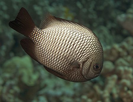 Hawaiian Domino Damselfish, 60mm, Big Island by James Kashner 