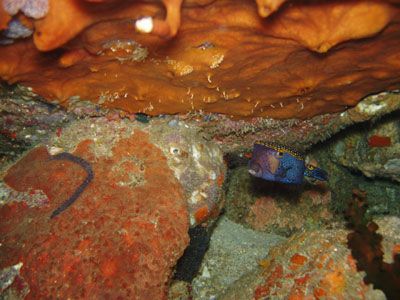 photo was taken under a ledge using the camera's internal... by Adrian Cundy 
