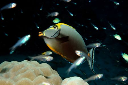 Orangespine Unicornfish by Dave Reid 