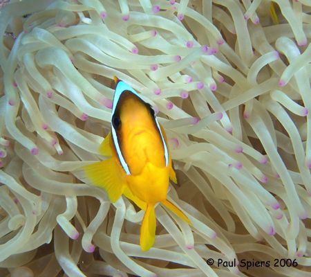 Clown fish in tentacles. by Paul Spiers 