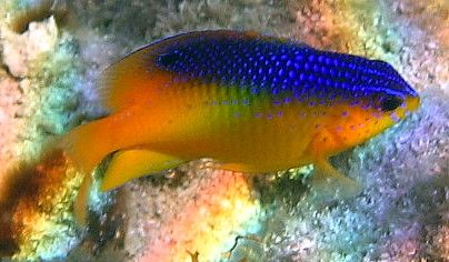 Cocoa Damselfish. Canon A95 by Robert Verkoeyen 