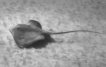 Stingray shot this weekend at Kahe Point - West side of O... by Glenn Poulain 