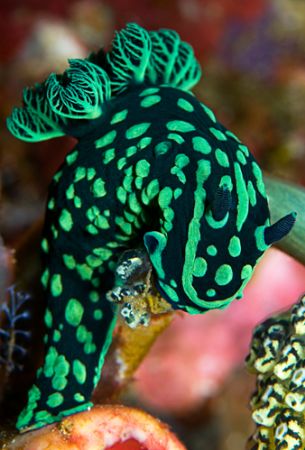 The dive sites in Rinca near Komodo are rich with these g... by Erin Quigley 
