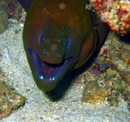 Taken at Pulau Perhentian, West Malaysia by Dennis Siau 