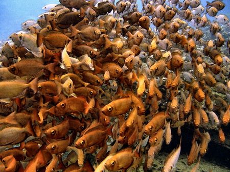 School of Hawaiian Big Eye shot off the South Shore of Oahu. by Glenn Poulain 