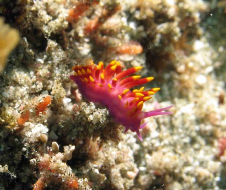 Gas Flame Nudie - Bikini Reef - Sodwana Bay - South Afric... by Lindsey Smith 