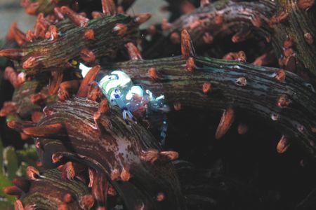 I prefer muck dive ....... Poopoh dive site, Manado, Nort... by Ugo Gaggeri 