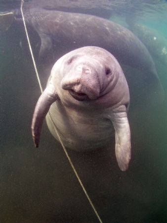 Two manatees look in the backround.Camera c-5050 olympus ... by Ray Eccleston 