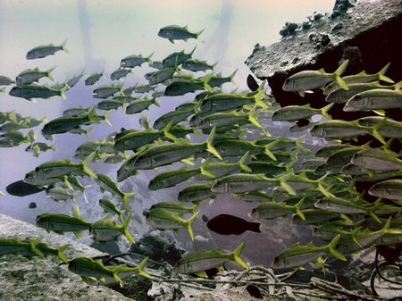 School of Goatfish ~100 foot depth swimming over Mahi Wre... by Glenn Poulain 