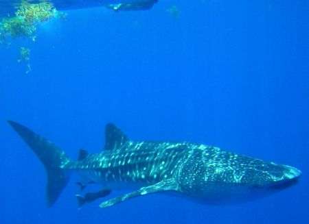 snorkeling, sea & sea 5000 digital camera, utila. by Laurence Hegarty 