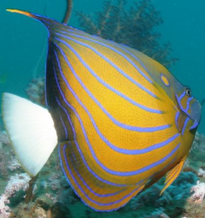 Taken at shark point, Phuket, Thailand.2006 by Charlie Bird 