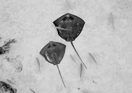 Stingrays. Turks & Caicos . D-100 by Andy Lerner 
