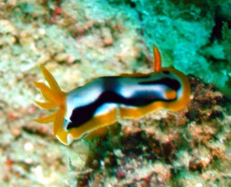 Taken at Sipadan, East Malaysia by Dennis Siau 