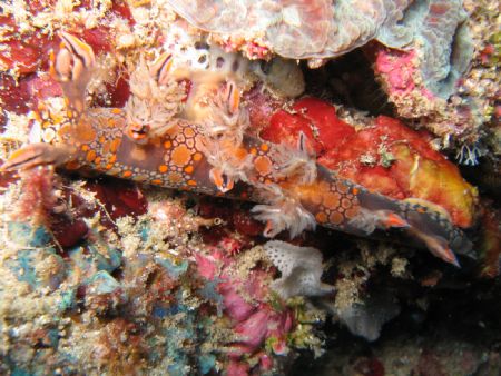 Nudibranch - 7 Mile Reef - Sodwana Bay - South Africa
Ca... by Lindsey Smith 