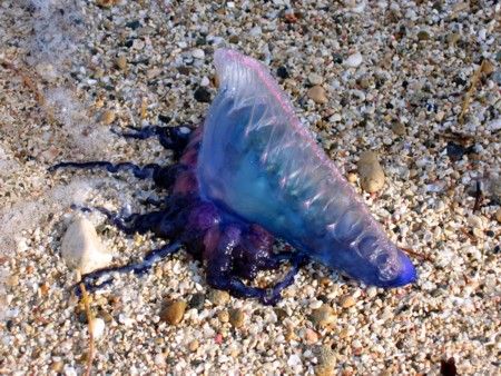 man o war by Robert Verkoeyen 