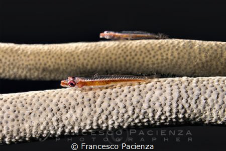 [:b:]Goby mirrored[:/b:] by Francesco Pacienza 