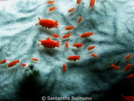 1-2mm long red critters on soft coral by Samantha Buonvino 