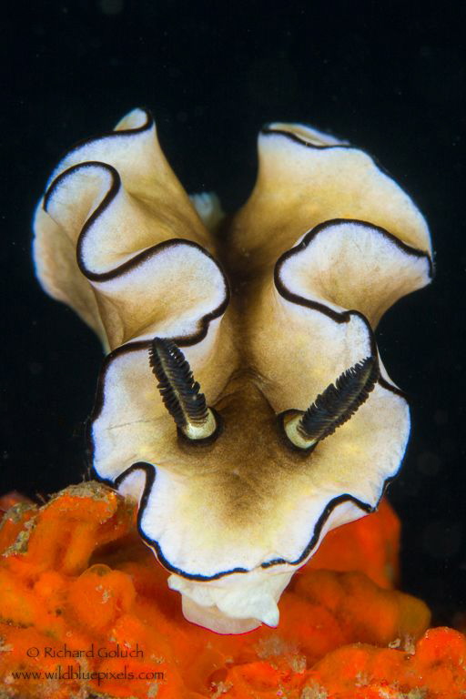 Glossodoris atromarginata-Lembeh by Richard Goluch 
