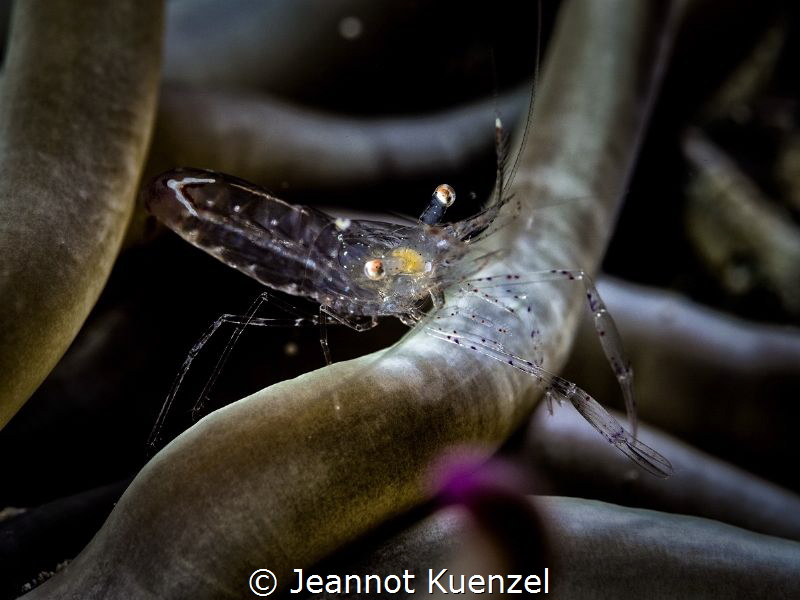 One of the very few anemones that settled in Malta harbor... by Jeannot Kuenzel 