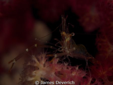 F8 1/60 ISO100 strobe was defused by the branches of the ... by James Deverich 