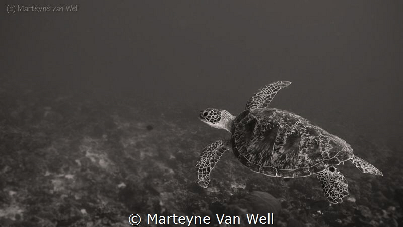 Taking flight . . . . . by Marteyne Van Well 