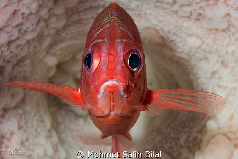 Soldier fish in the barrel sponge. by Mehmet Salih Bilal 