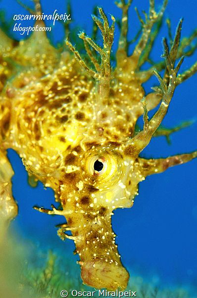 mediterranean seahorse by Oscar Miralpeix 