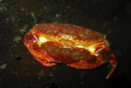 Red rock crabs, Madrona Point, BC by Voicu Tulai 