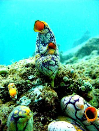 "Preaching to the Choir". Sea Squirts. Bethlehem/Manado. ... by Leigh Chapman 