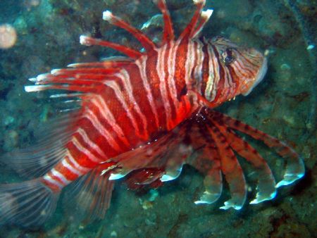 Taken at Pulau Perhentian, West Malaysia by Dennis Siau 