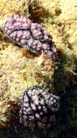 Taken at Sipadan, East Malaysia by Dennis Siau 