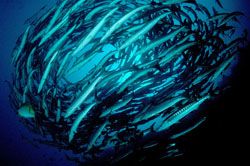 School of Barracuda. Sipadan, SABAH,MALAYSIA. D70, 10.5mm by Frankie Tsen 