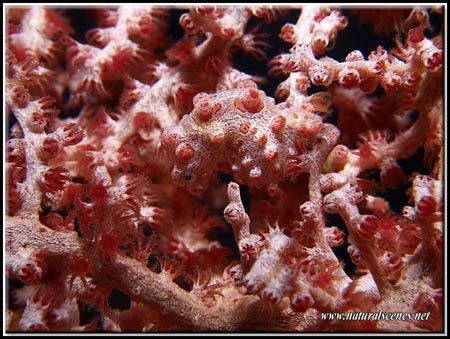 It's alwasy hard to make a good picture of Pygmee seahors... by Yves Antoniazzo 