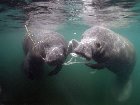 manatees playing camera olympus c-5050 ikelite housing wi... by Ray Eccleston 