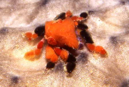 Teardrop on my pillow under the pier in Bonaire by David Spiel 