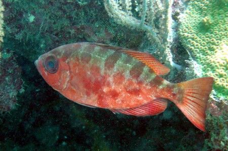 Glass-eyed Snapper by Robert Verkoeyen 