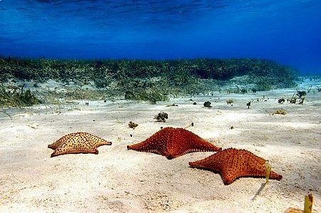 Roatan, Honduras. by Shawn Jackson 