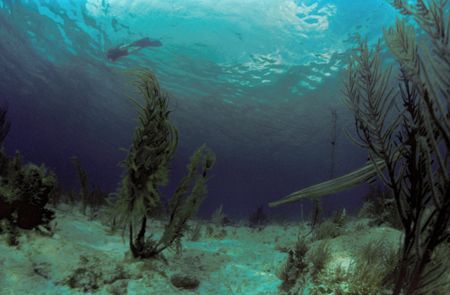 Nikonos V with Sea&Sea 12mm, Fernandez Bay, San Salvador,... by Derek Zelmer 