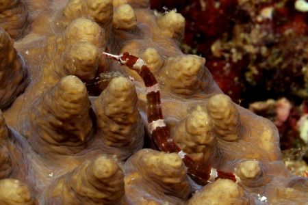 Banded pipefish photographed in Beqa Lagoon, Fiji swimmin... by Rick Heydel 