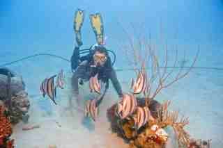 Spade Fish, St. Croix D-70s by Larry Polster 